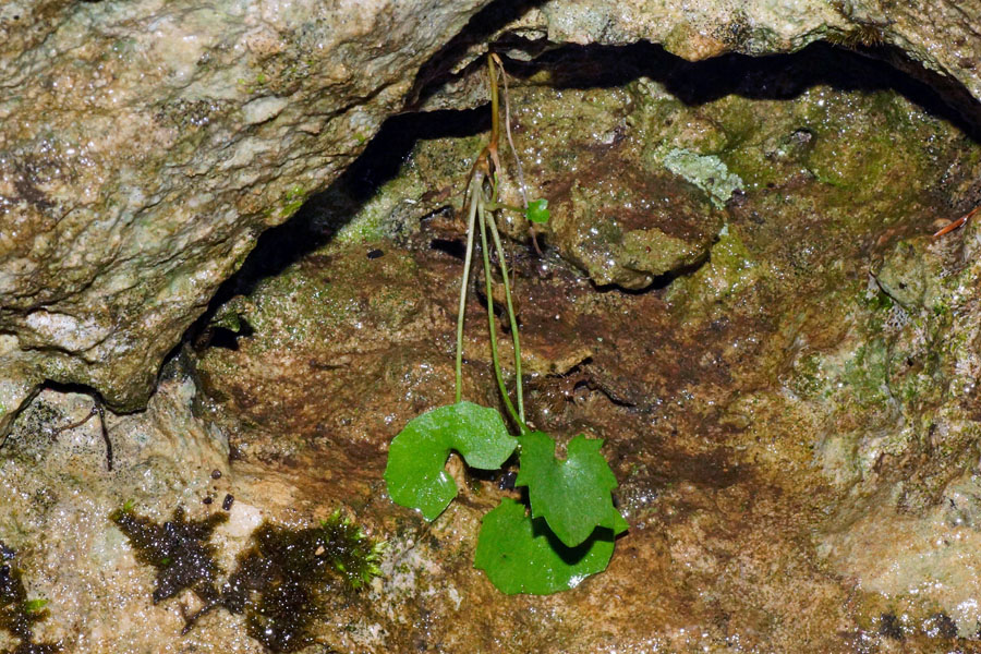 Cymbalaria da determinare